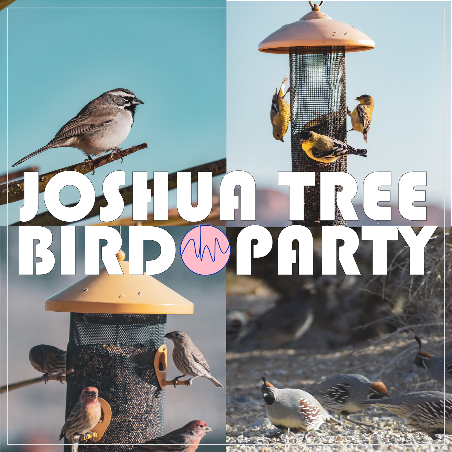 Joshua Tree Bird Party
